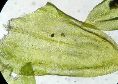 Forsstroemia trichomitria, photographed by Zihao Wang