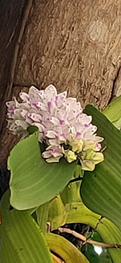 Rhynchostylis gigantea, photographed by Wutthichayapartith Rasvara Nangkasamarinile