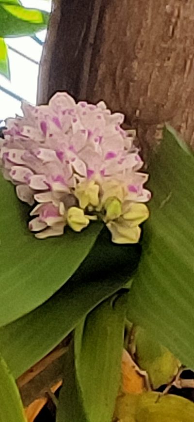 Rhynchostylis gigantea, photographed by Wutthichayapartith Rasvara Nangkasamarinile