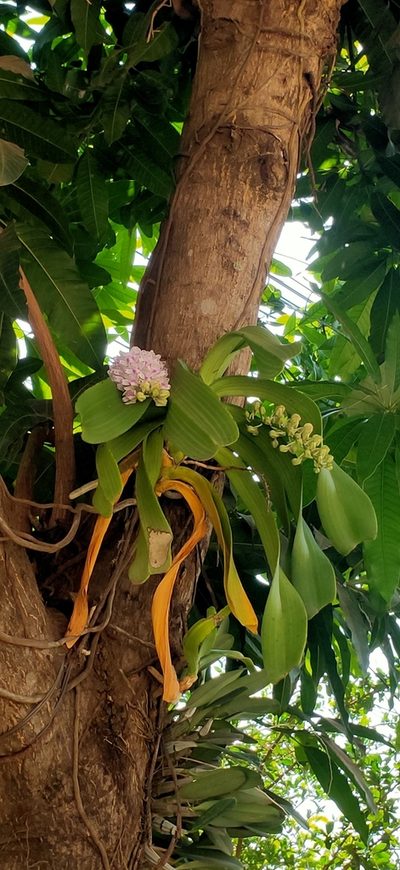 Rhynchostylis gigantea, photographed by Wutthichayapartith Rasvara Nangkasamarinile
