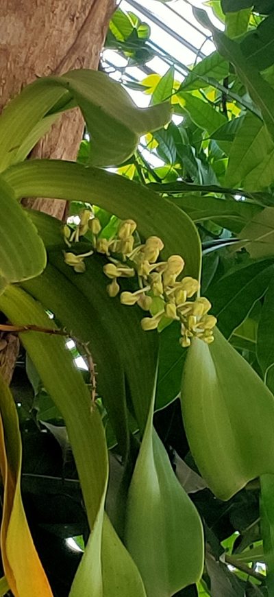 Rhynchostylis gigantea, photographed by Wutthichayapartith Rasvara Nangkasamarinile