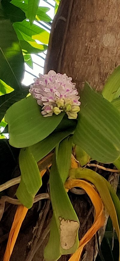 Rhynchostylis gigantea, photographed by Wutthichayapartith Rasvara Nangkasamarinile