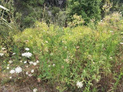 Senecio esleri, photographed by Jenny Christianson