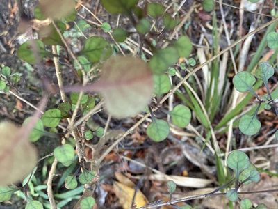 Coprosma arborea, photographed by nick_goldwater