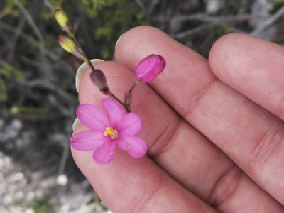 Ixia stricta, photographed by sharndreheuvel