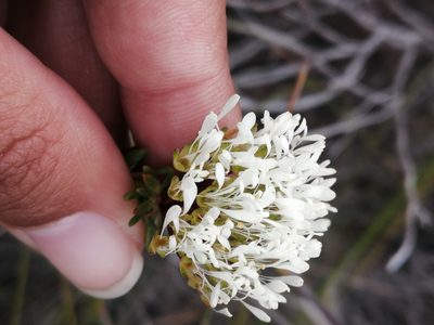 Agathosma bifida, photographed by sharndreheuvel