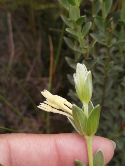Gnidia anomala, photographed by sharndreheuvel