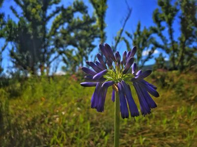 Agapanthus inapertus, photographed by Ronald Olivier