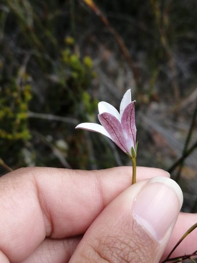 Prismatocarpus brevilobus, photographed by sharndreheuvel