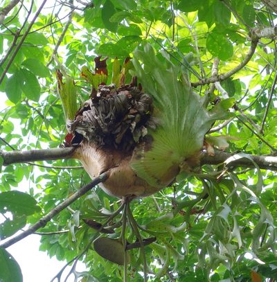 Platycerium coronarium, photographed by Jan Vršovský