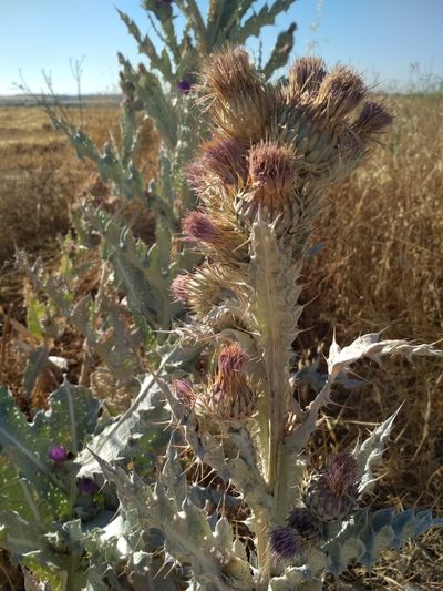 Onopordum nervosum, photographed by Daniel Heras González