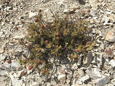 Acaena glabra, photographed by Pieter Pelser