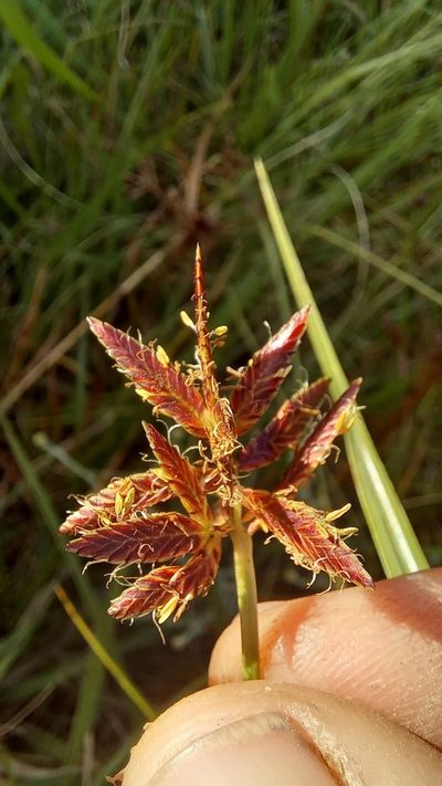 Cyperus nitidus, photographed by kevin koen