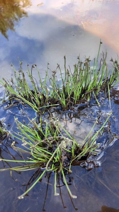 Isolepis natans, photographed by kevin koen