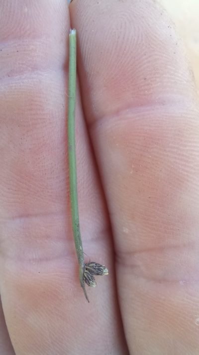 Isolepis natans, photographed by kevin koen