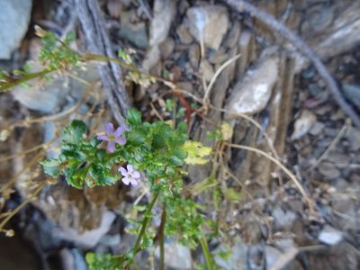 Sutera foetida, photographed by Paul Hoekman