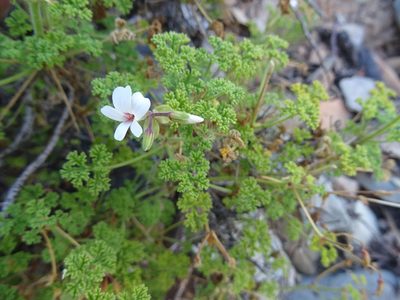 Pelargonium trifidum, photographed by Paul Hoekman