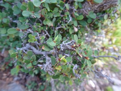 Ficus burtt-davyi, photographed by Paul Hoekman