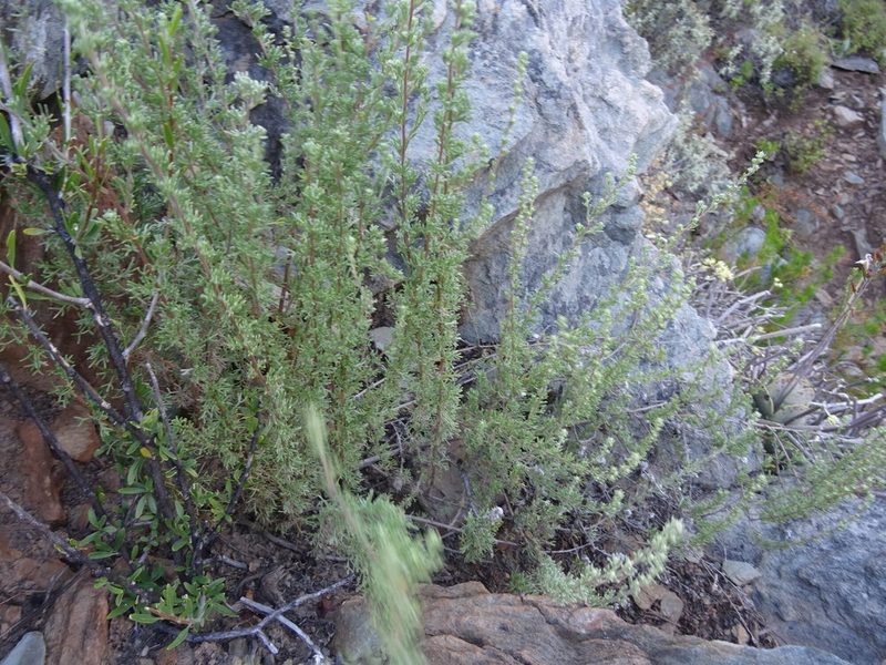 Eriocephalus capitellatus, photographed by Paul Hoekman