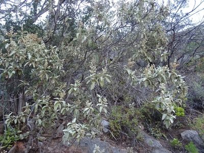 Buddleja glomerata, photographed by Paul Hoekman