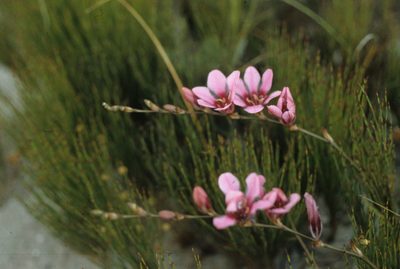 Tritonia squalida, photographed by Tom Lloyd Evans