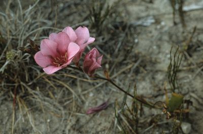 Tritonia squalida, photographed by Tom Lloyd Evans