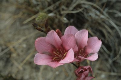 Tritonia squalida, photographed by Tom Lloyd Evans