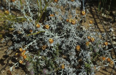 Helichrysum cochleariforme, photographed by Tom Lloyd Evans