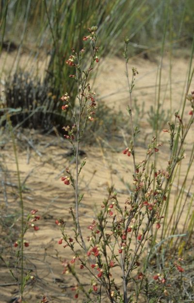 Hermannia joubertiana, photographed by Tom Lloyd Evans