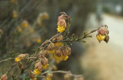 Hermannia concinnifolia, photographed by Tom Lloyd Evans
