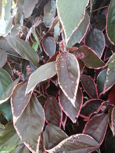 Acalypha wilkesiana, photographed by Mmatjie Mashao