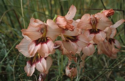 Gladiolus meliusculus, photographed by Tom Lloyd Evans