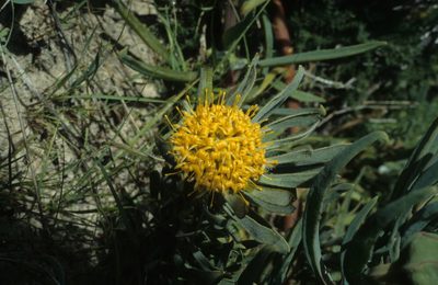 Leucospermum tomentosum, photographed by Tom Lloyd Evans