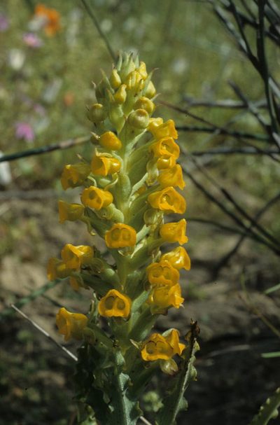 Corycium crispum, photographed by Tom Lloyd Evans