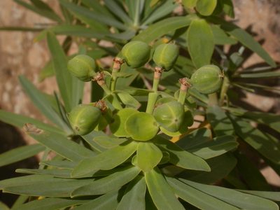 Euphorbia tuckeyana, photographed by Yves Bas
