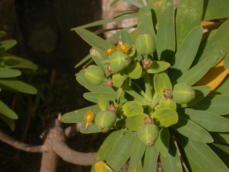 Euphorbia tuckeyana, photographed by Yves Bas
