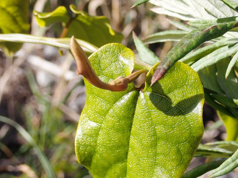 Aristolochia sempervirens, photographed by Fabien Piednoir