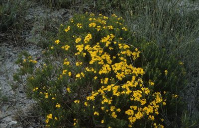 Euryops linifolius, photographed by Tom Lloyd Evans