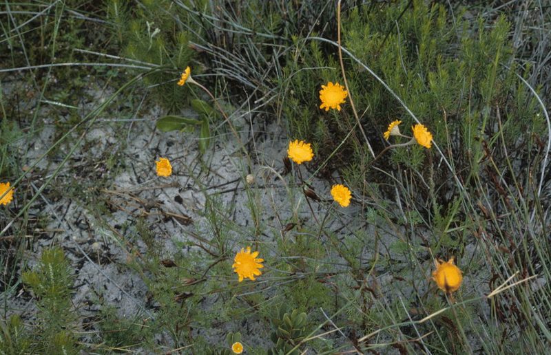 Cotula duckittiae, photographed by Tom Lloyd Evans