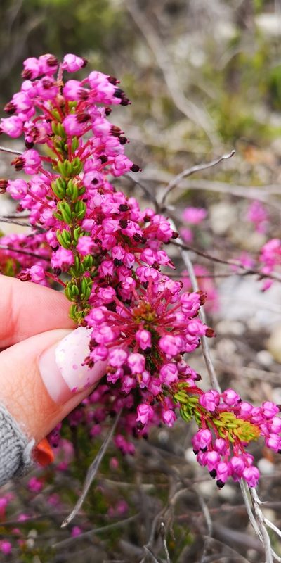 Erica gracilipes, photographed by leandra-k_89