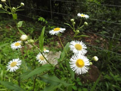 Leptostelma maximum, photographed by Josi Guimarães