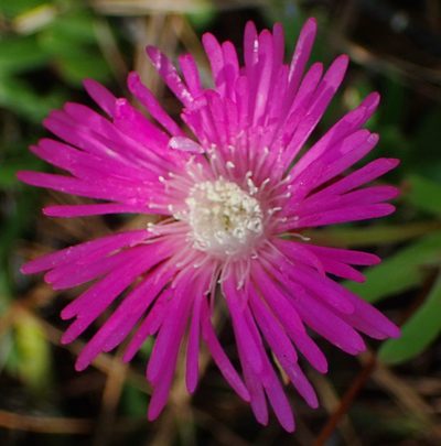Ruschia duthieae, photographed by Nicola van Berkel