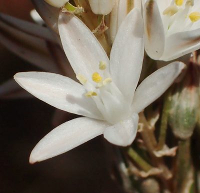 Nicipe graminifolia, photographed by Nicola van Berkel