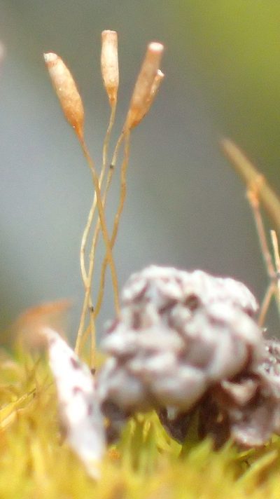 Tortella xanthocarpa, photographed by Nicola van Berkel