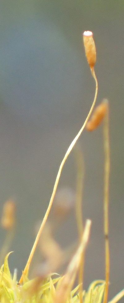 Tortella xanthocarpa, photographed by Nicola van Berkel
