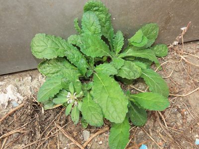 Ajuga taiwanensis, photographed by chiuluan