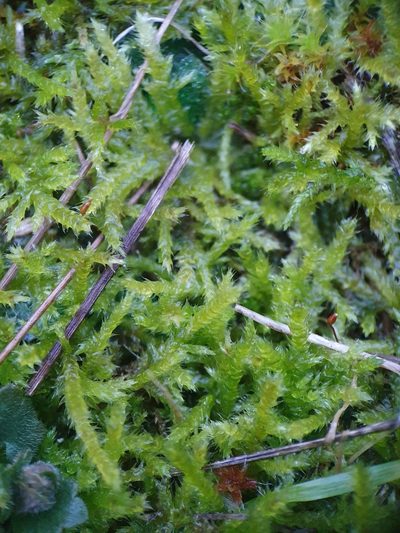 Rhynchostegium megapolitanum, photographed by Jonathan Hughes