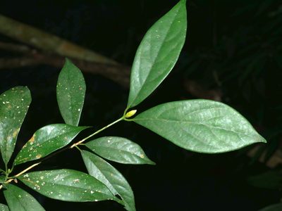 Machilus konishii, photographed by Jacy Chen