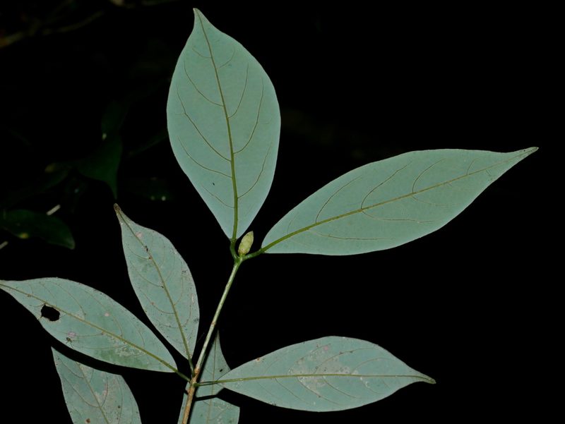 Machilus konishii, photographed by Jacy Chen