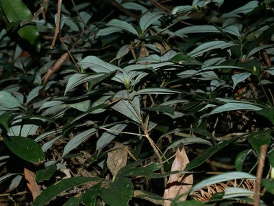 Machilus konishii, photographed by Jacy Chen